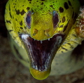   This photo Moray Eel trying play my camera. was quite challenging getting good distance photographing fella he seems want be closer lens. Taken Puerto Galera Philippines. camera lens Philippines  